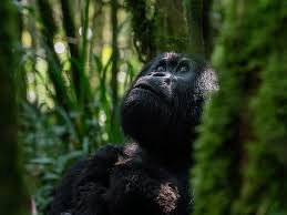 WORLD BLOSSOM SAFARIS Uganda