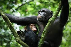 WORLD BLOSSOM SAFARIS Uganda