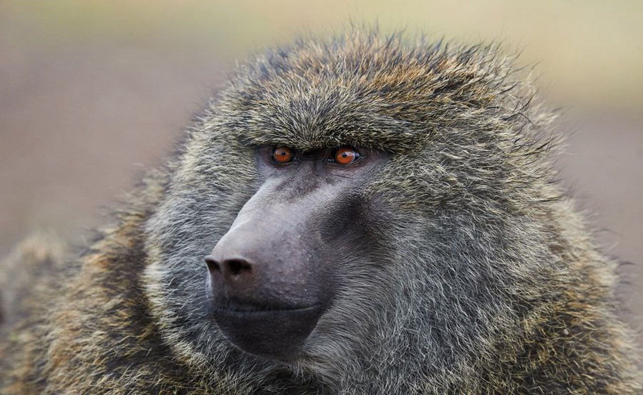 Vowland Ethiopia Tour 