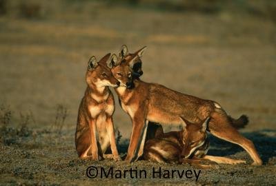 Vowland Ethiopia Tour 