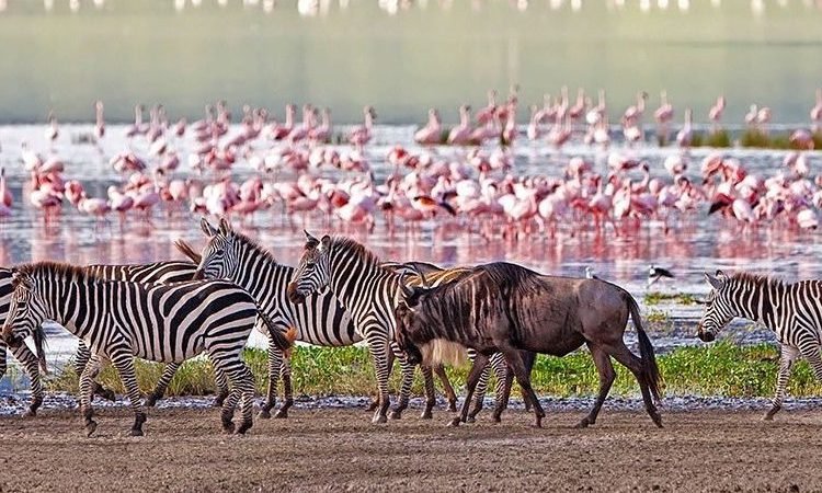 Dancing Simba Safaris