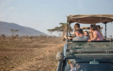 Dancing Simba Safaris