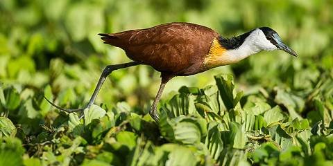 Vowland Ethiopia Tour 