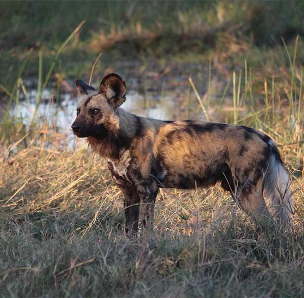 Lui Tours And Safaris
