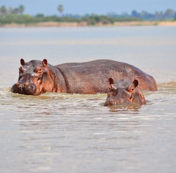 Lui Tours And Safaris