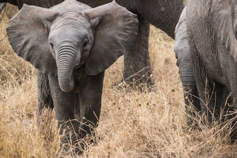 Nyerere National Park
