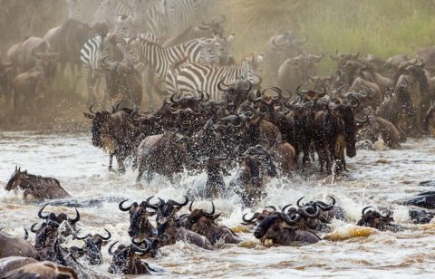 Serengeti National Park And Ngorongoro Crater