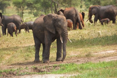 Tarangire National Park