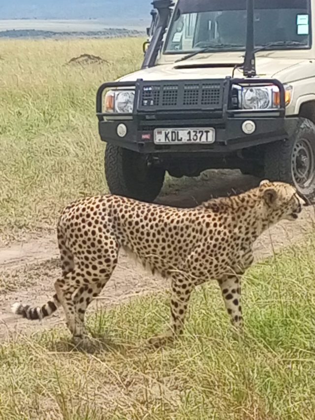 Masai Mara National Reserve